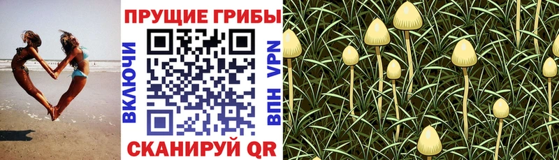 Галлюциногенные грибы Cubensis  Купить  Няндома 